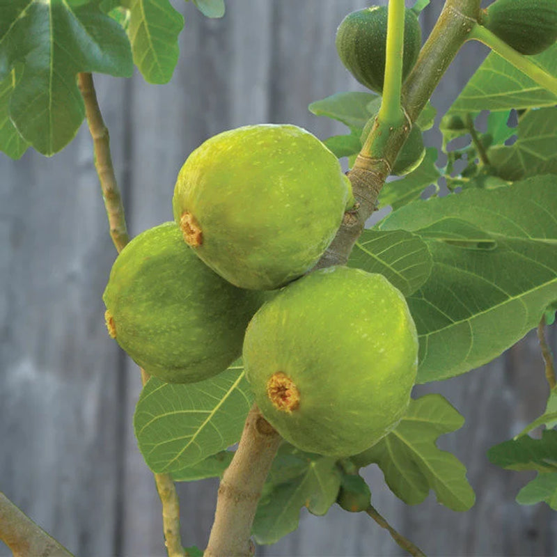 Fresh Fig Tree Cuttings  Select the Variety and Quantities You Want