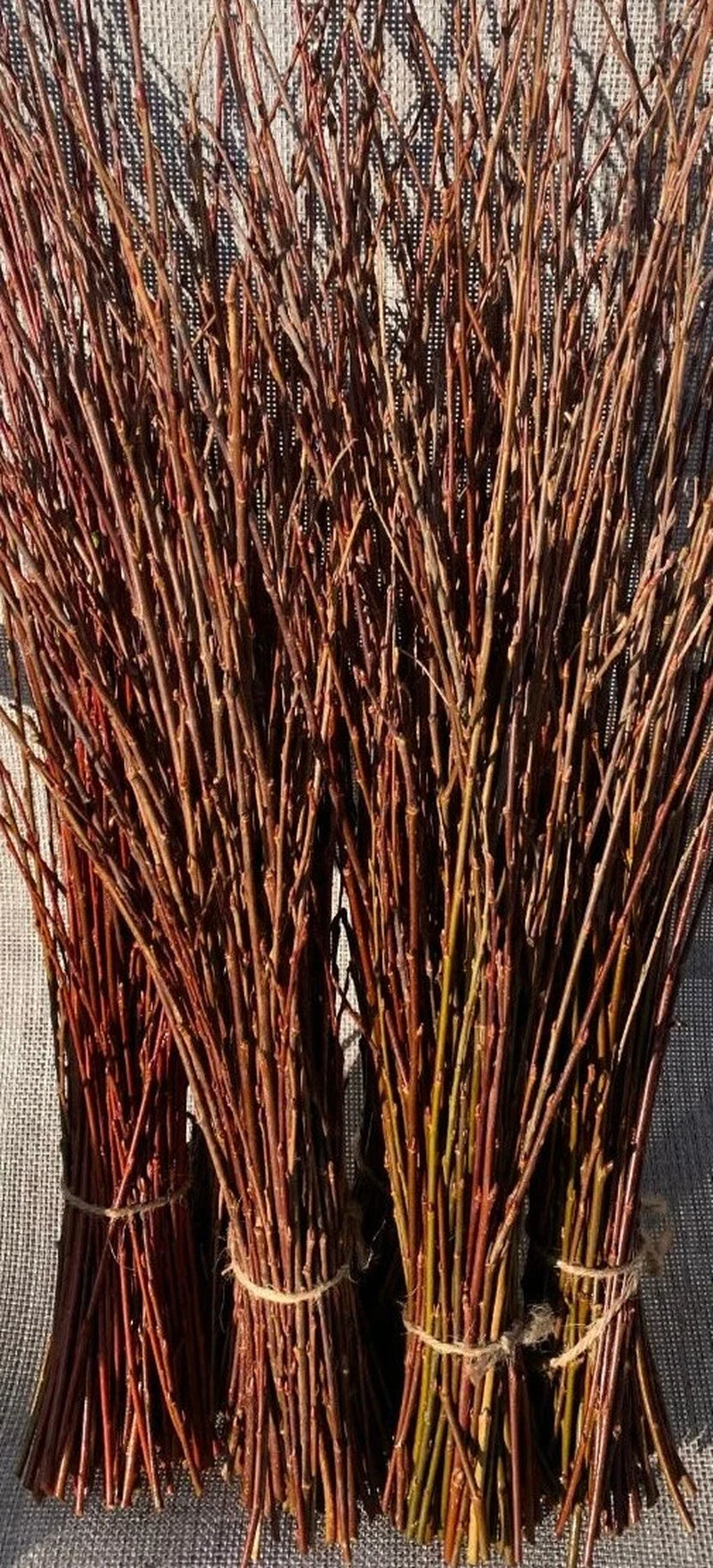 10 Purple Willow Cuttings