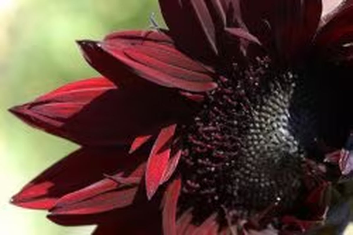 Chocolate Cherry Sunflower, Helianthus Annuum HA0425