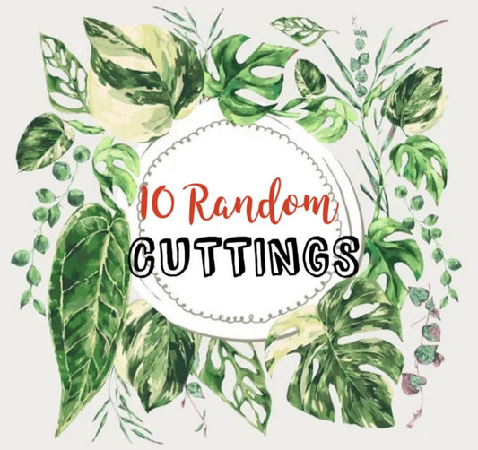10 Random Plant Cuttings (Read Description and Check Review Photos for Reference)