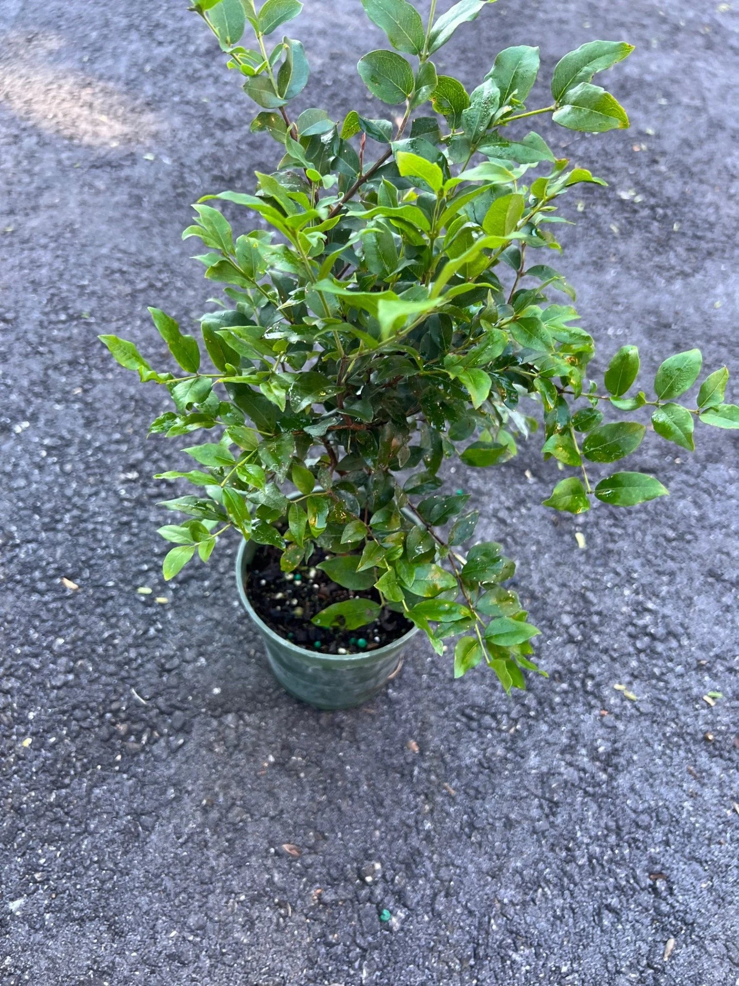 Myrciaria cauliflora Precoce dwarf Jaboticaba Fruit Tree in 4" Pot