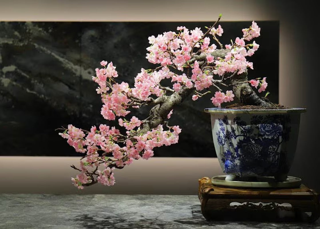 Okame cherry live tree seedling 7 to 13 inches