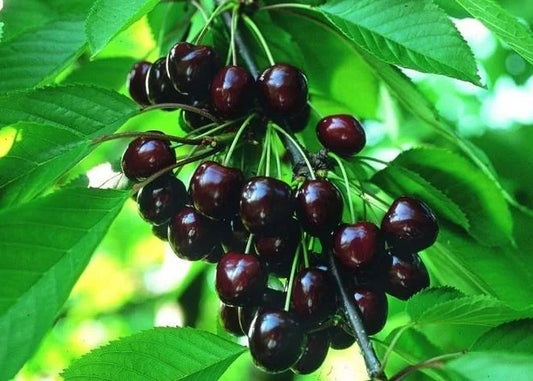 BLACK TARTARIAN SWEET Cherry ,Prunus avium - hardwood cuttings, scion wood-6 organic cuttings.