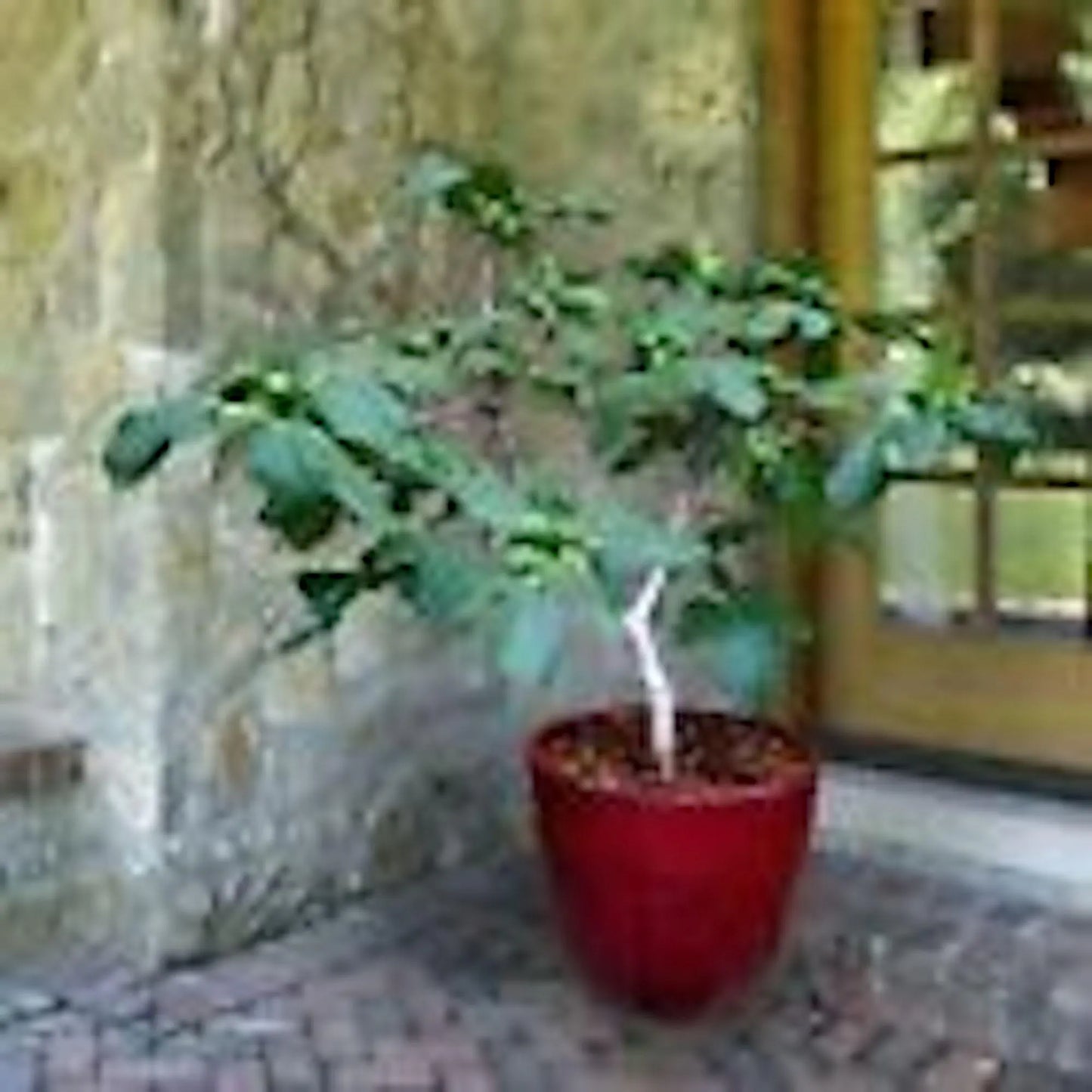 1 Fignomenal Dwarf Fig Tree Starter Plant Self Fertile Dwarf Fig Plant Perennial