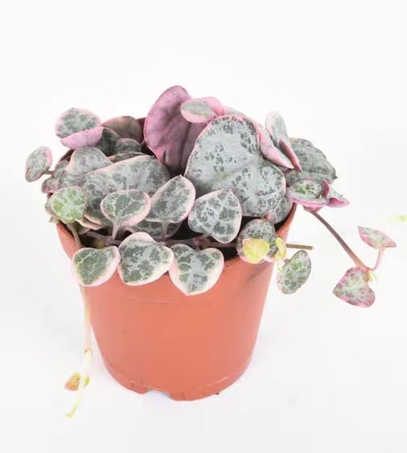 Super Sale Rare Pink Variegated String of Hearts Plant Live in Pot Perfect Gift House Plant ppp Low Light Indoor Plants