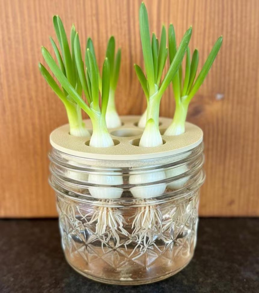 Green Onion Propagation Station • 7-Slot Regrow Stand for Scallions + Cuttings (Sweet Potato Slips, Herbs)