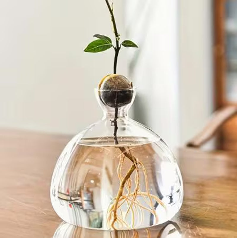 Acorn Vase Seed Holder Jar, Grow Your Own Oak Tree Seed in a Glass Vessel, Germination Starter