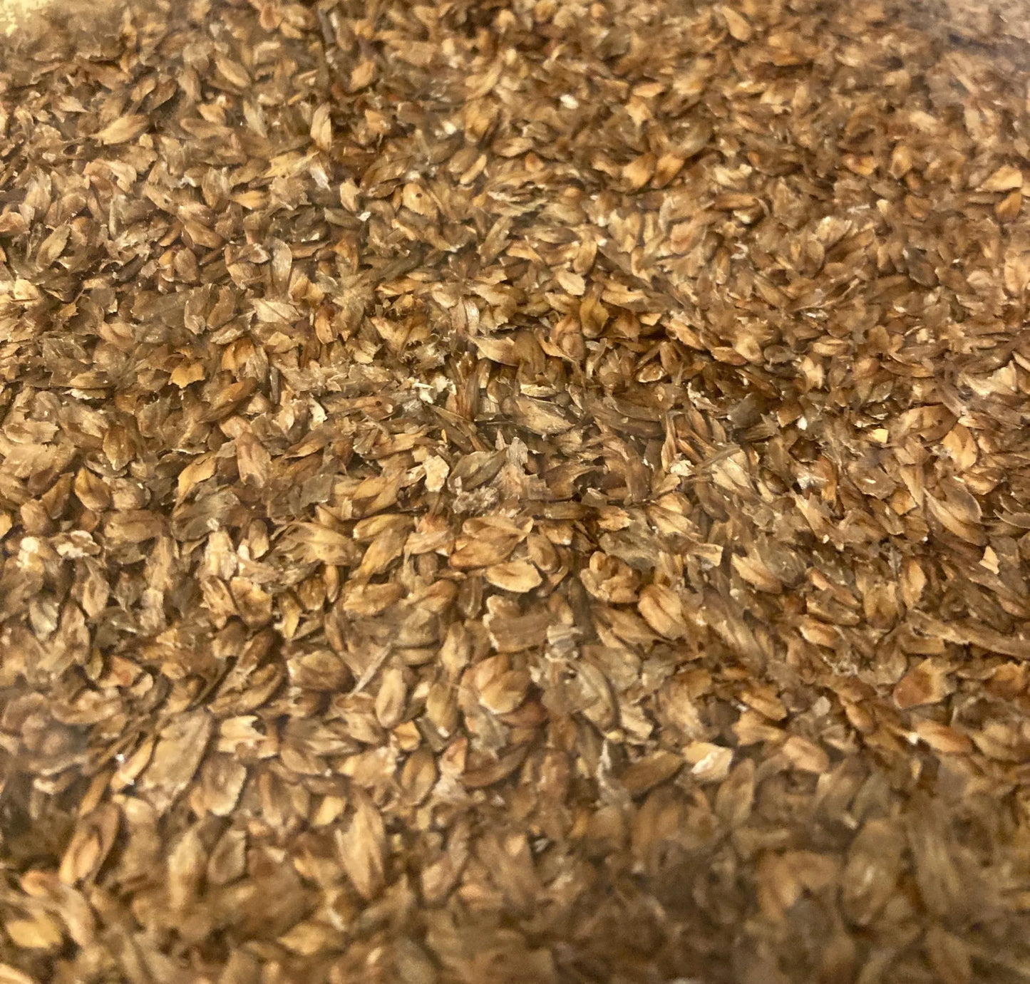 Horsetail Beefwood Tree Seeds (CASUARINA EQUISETIFOLIA ) (Beach Sheoak, Ironwood, Australian Pine, Filao Tree, She-oak)