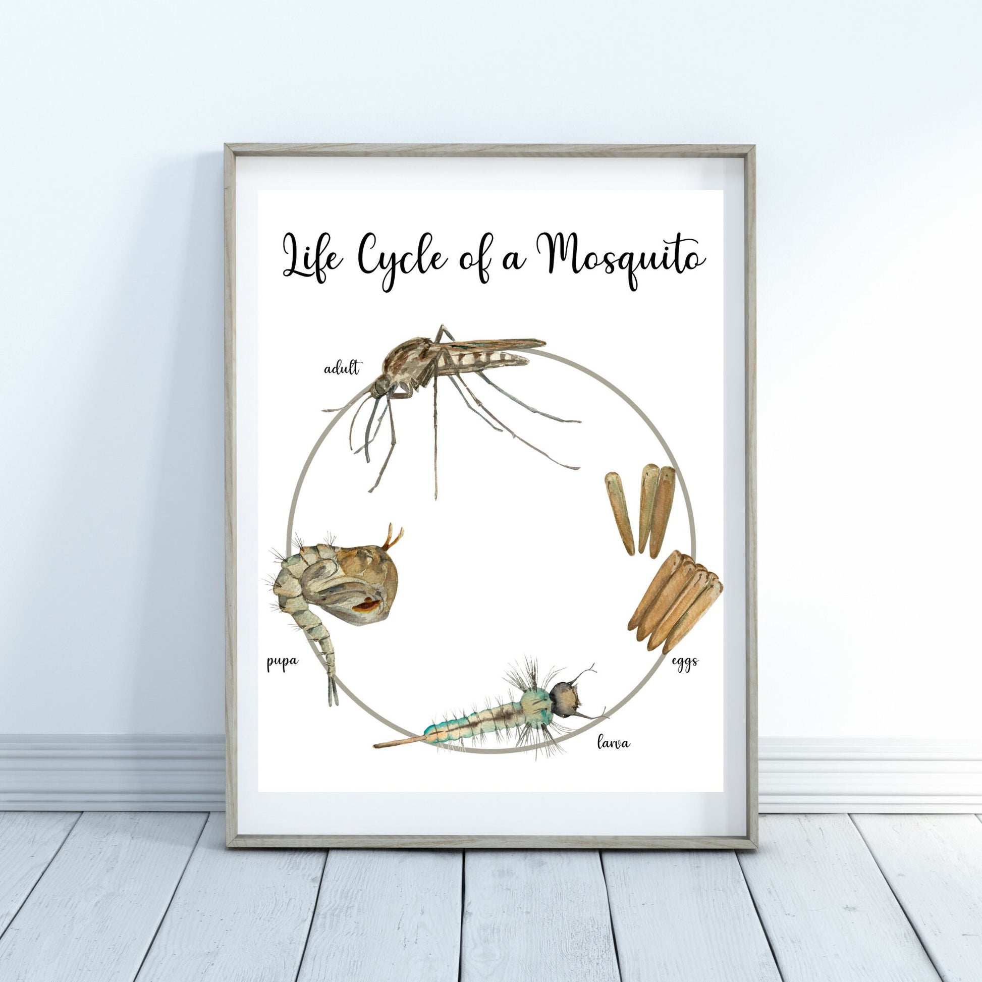 Life Cycle Insect / Bugs Educational posters set of 9, Homeschool learning, Montessori Classroom Décor, Wall Art - with states labeled