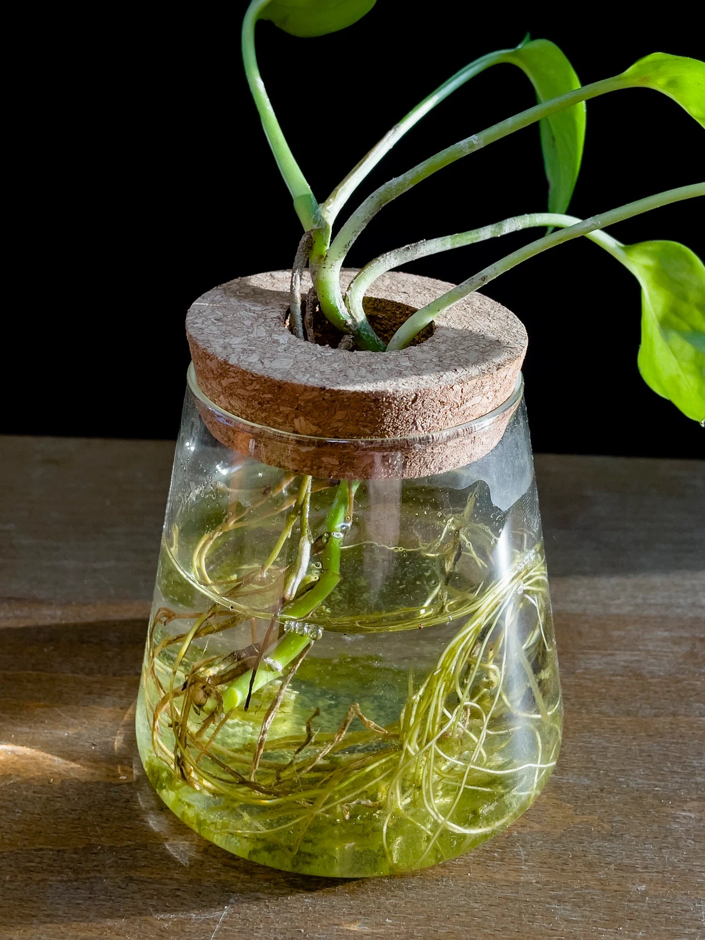 Propagation Jar Hydroponic Vase Cork Lid Plant Terrarium