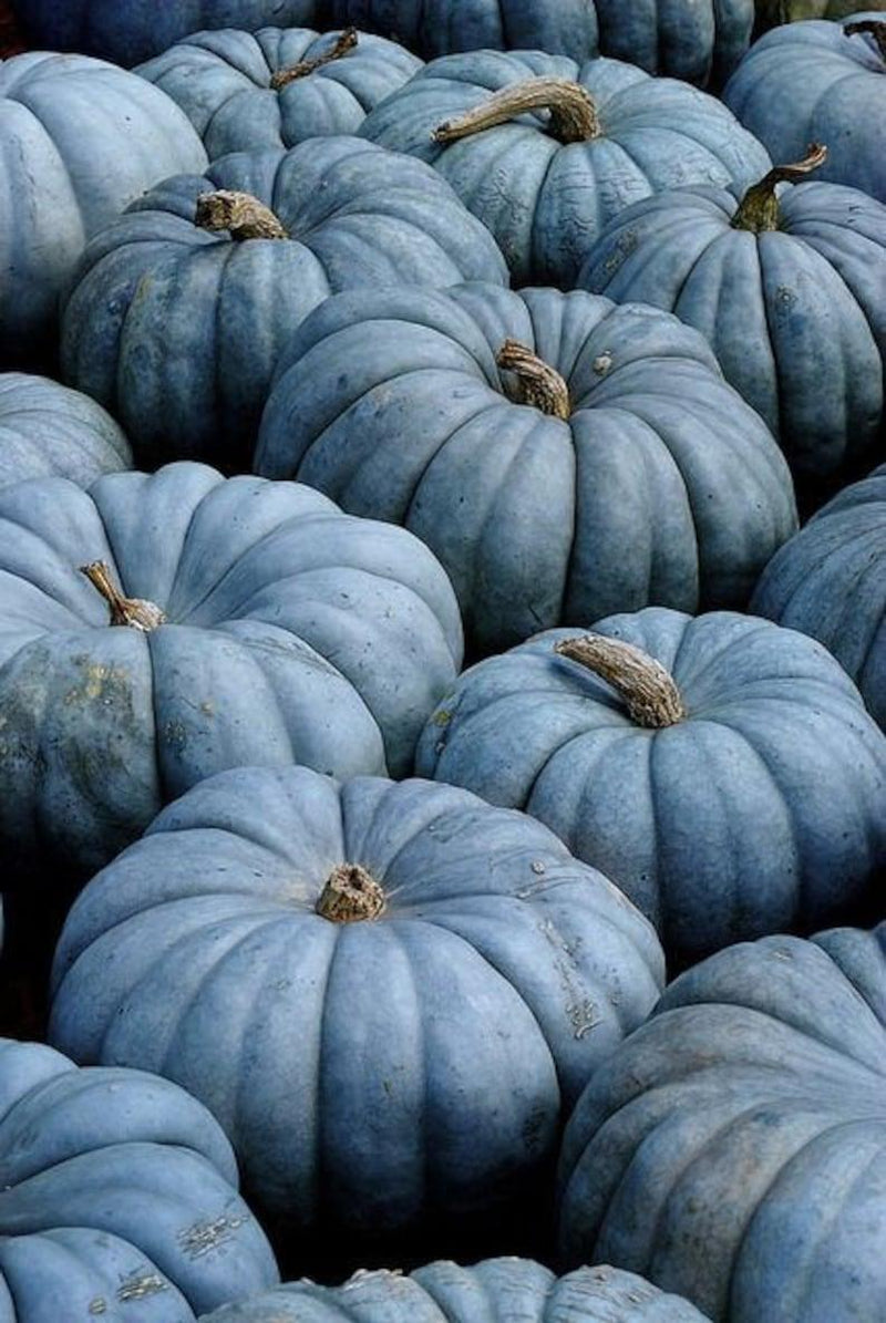 Jarrahdale, Pumpkin, Winter squash, Organic Heirloom Vegetable & Herb Seeds Non-GMO Rare Seed Varieties Bulk Pollinator-Friendly Garden Seed