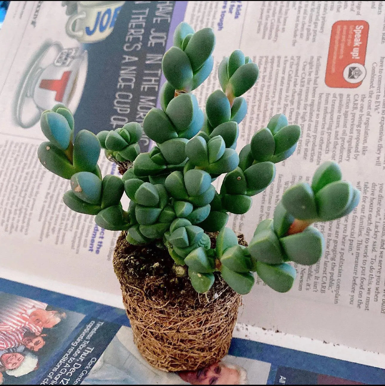 Rare Succulent: Cool beautiful succulent Astridia velutina string live plant houseplant bonsai favorite NO POT