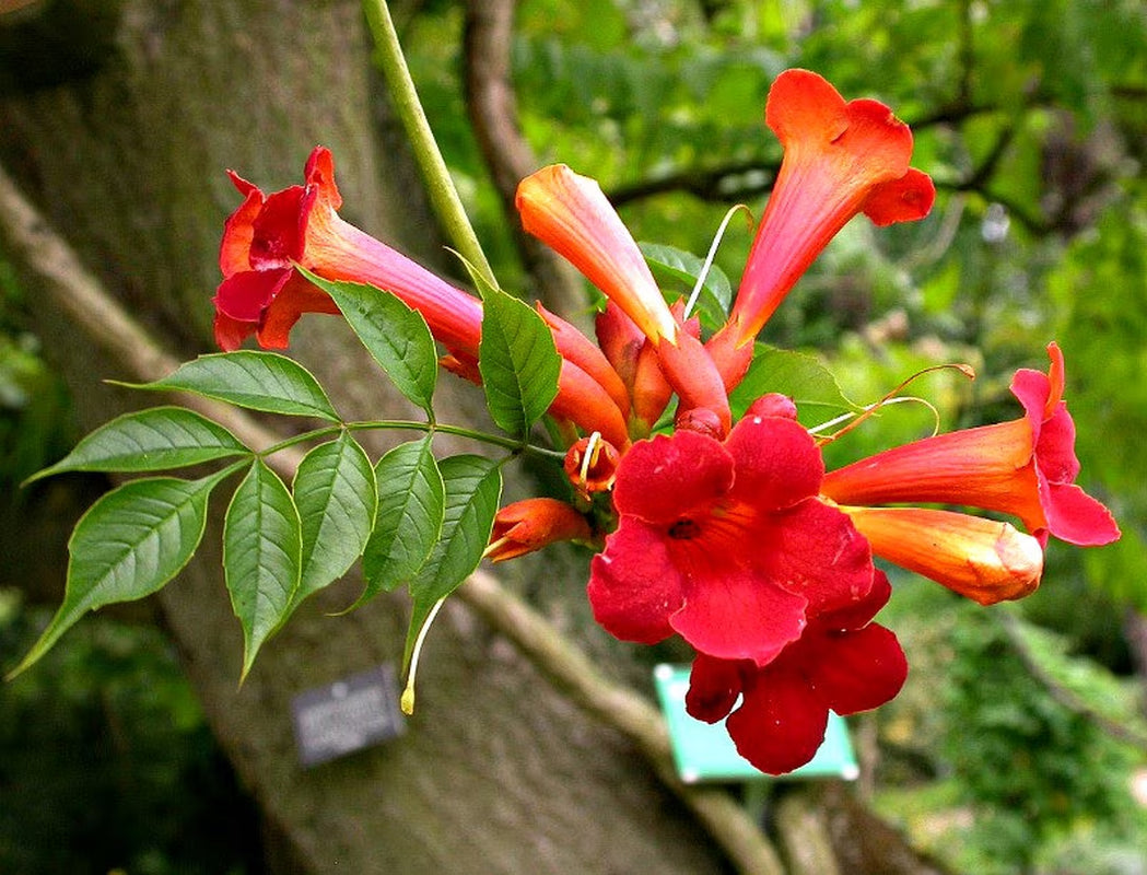 Red Trumpet Vine, Campsis radicans, 25 seeds, vigorous climber, fast growing, cold hardy, zones 6 to 11, drought-tolerant, hummingbirds