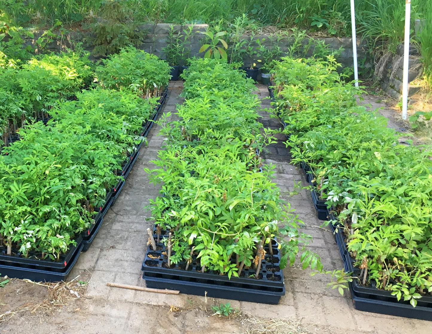 Ranch Elderberries, cuttings, plants, flowers, ranch, elderberry, sticks, America elderberry, native elderberry, sambucus canadensis