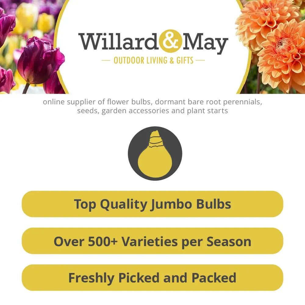 Full of Magic Bearded Iris Flower Bulbs - Easy To Grow Bare Root Perennial - 100% Grow Guarantee!