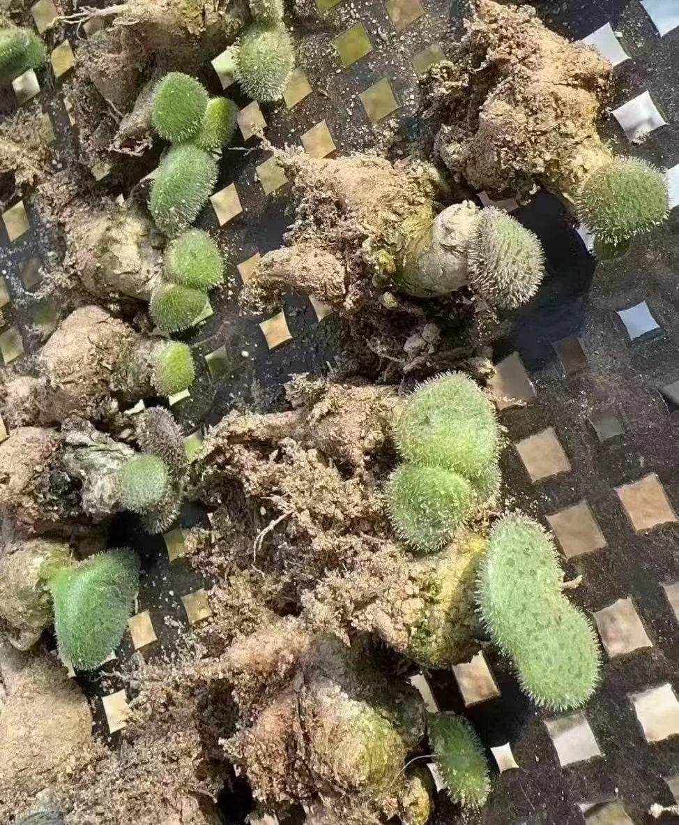 Tylecodon l Rare Succulent | Caudex Plant for Collectors | Unique Bonsai-Style Specimen | No Leaf