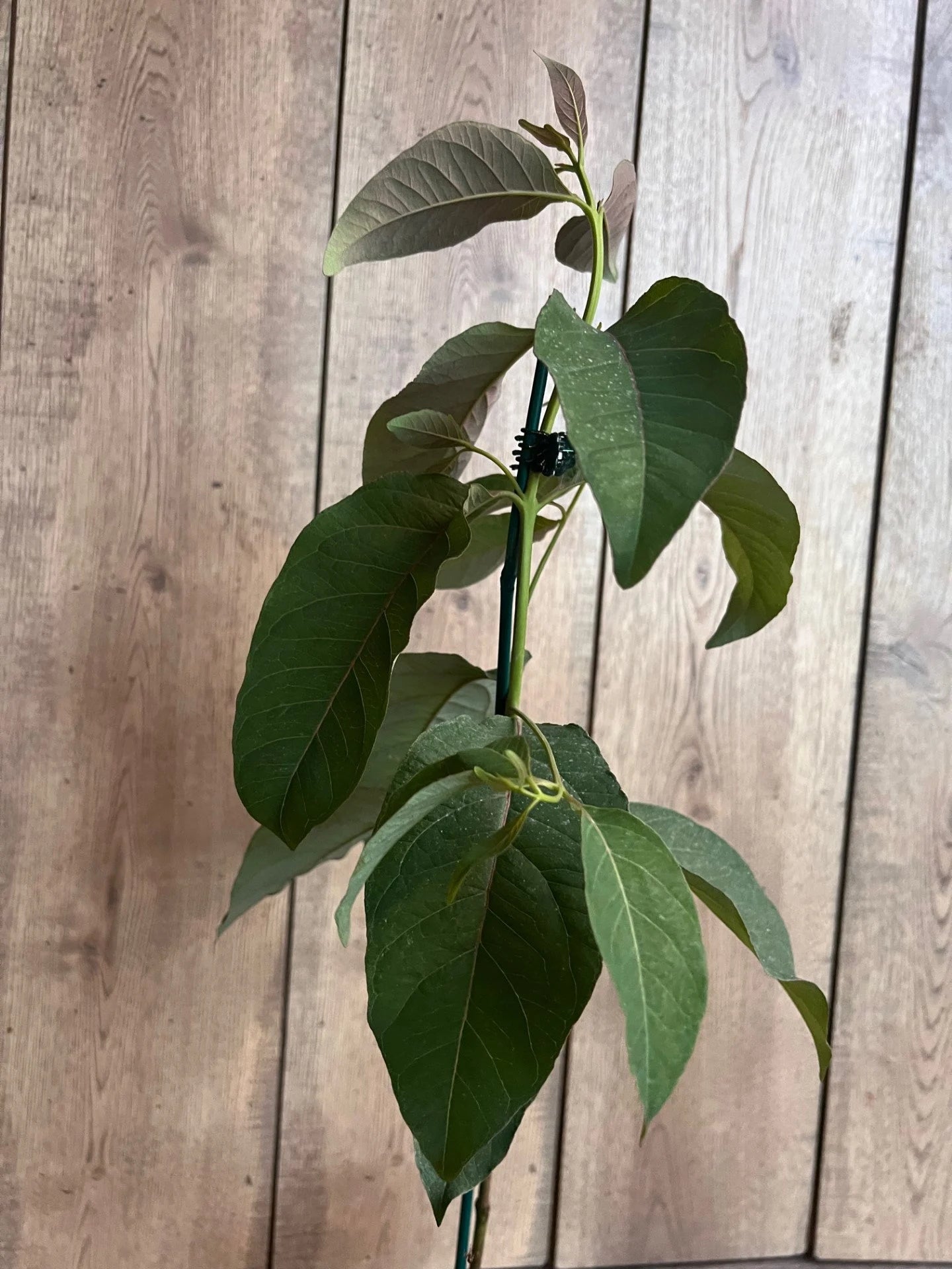 Rainbow Eucalyptus, deglupta, in half gallon Pot
