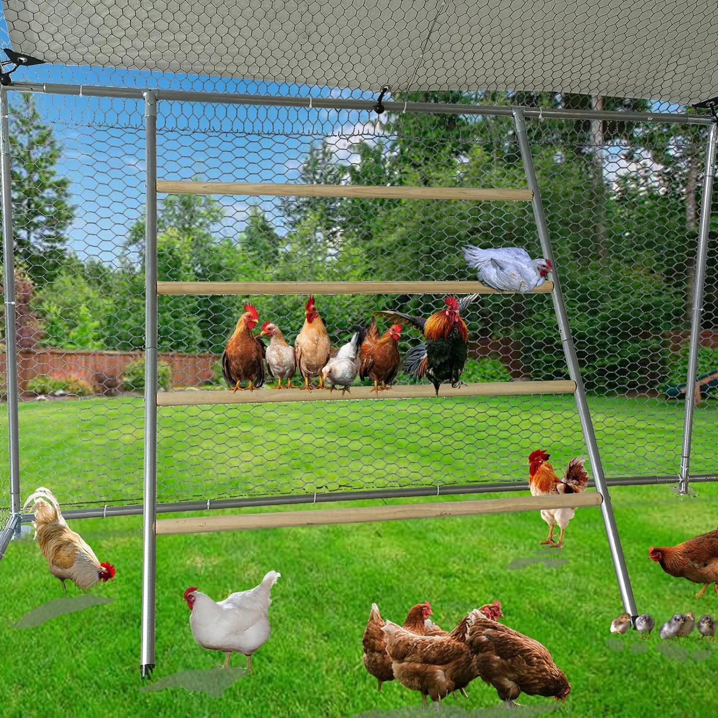 Chicken Perch Set for Chicken Coop, Chicken Roosting Ladder Sturdy and Easy Assembly Galvanized and Log Material, Chicken Roost Perfect for Backyard Poultry Funny Chicken Toys (40" W x 55" H)