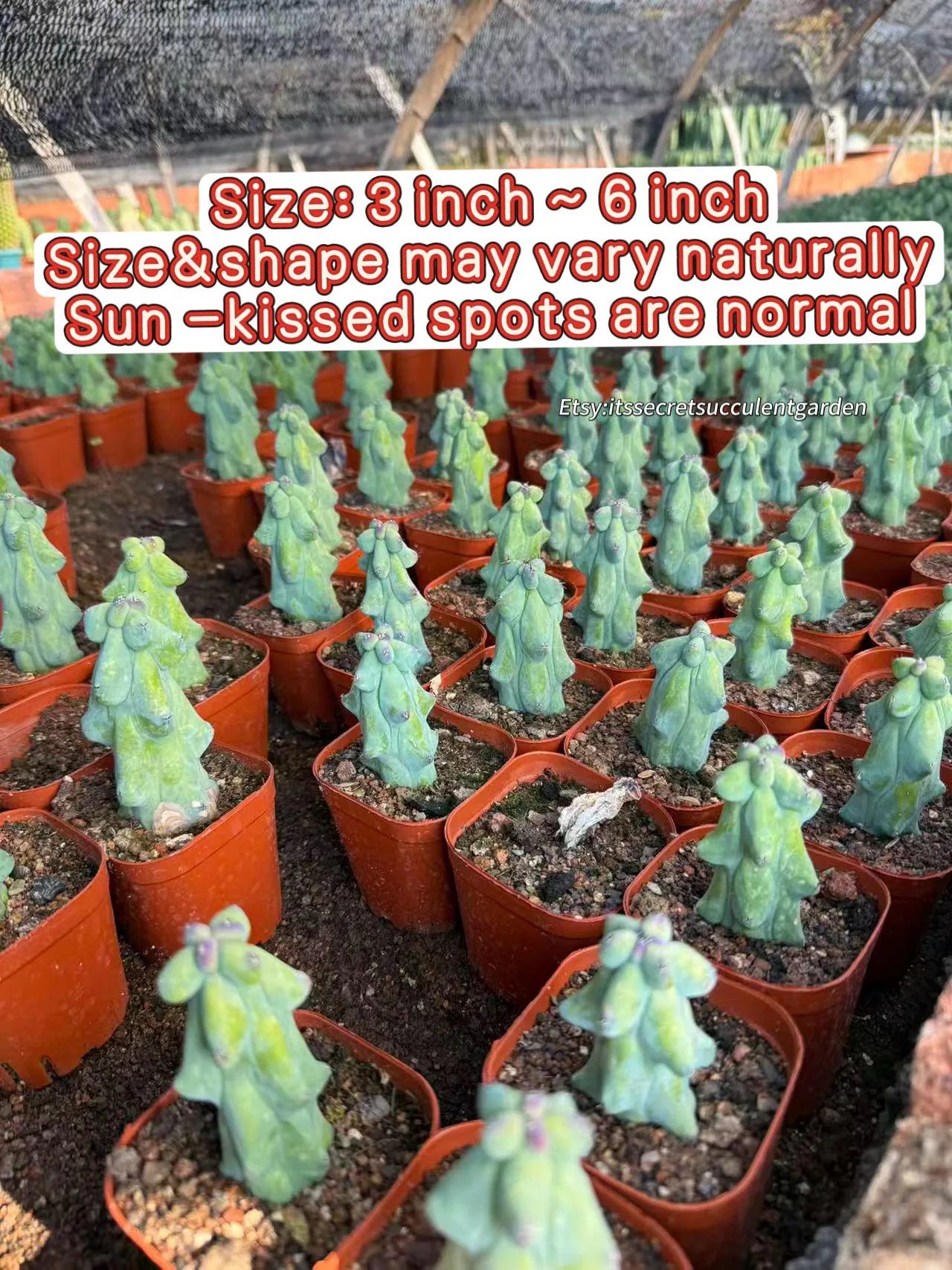 Live Plant-Unique Boobie Cactus|Myrtillocactus geometrizans ‘Fukurokuryuzinboku’|Rare Collector’s Plant |Christmas Tree Cactus|Father’s Day