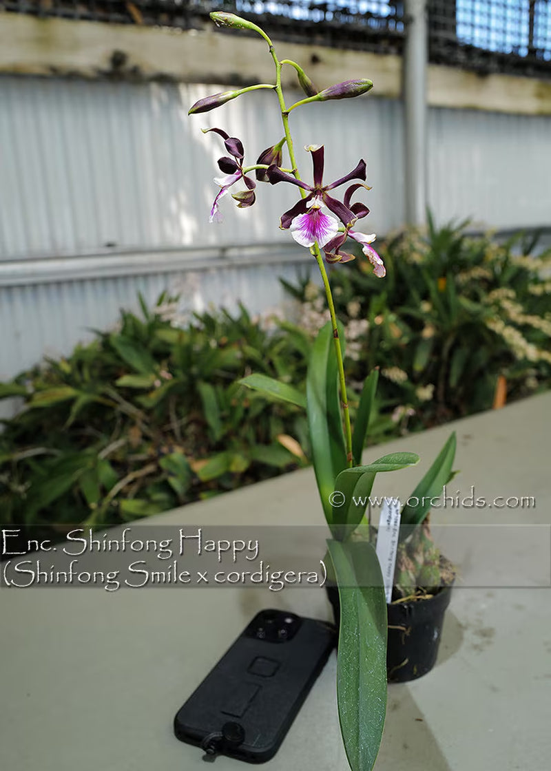 Amazing Fragrance. Enc. Shinfong Happy (Shinfong Smile x cordigera) Mature Size Plant in 3" tall moss pot. Heat Tolerance