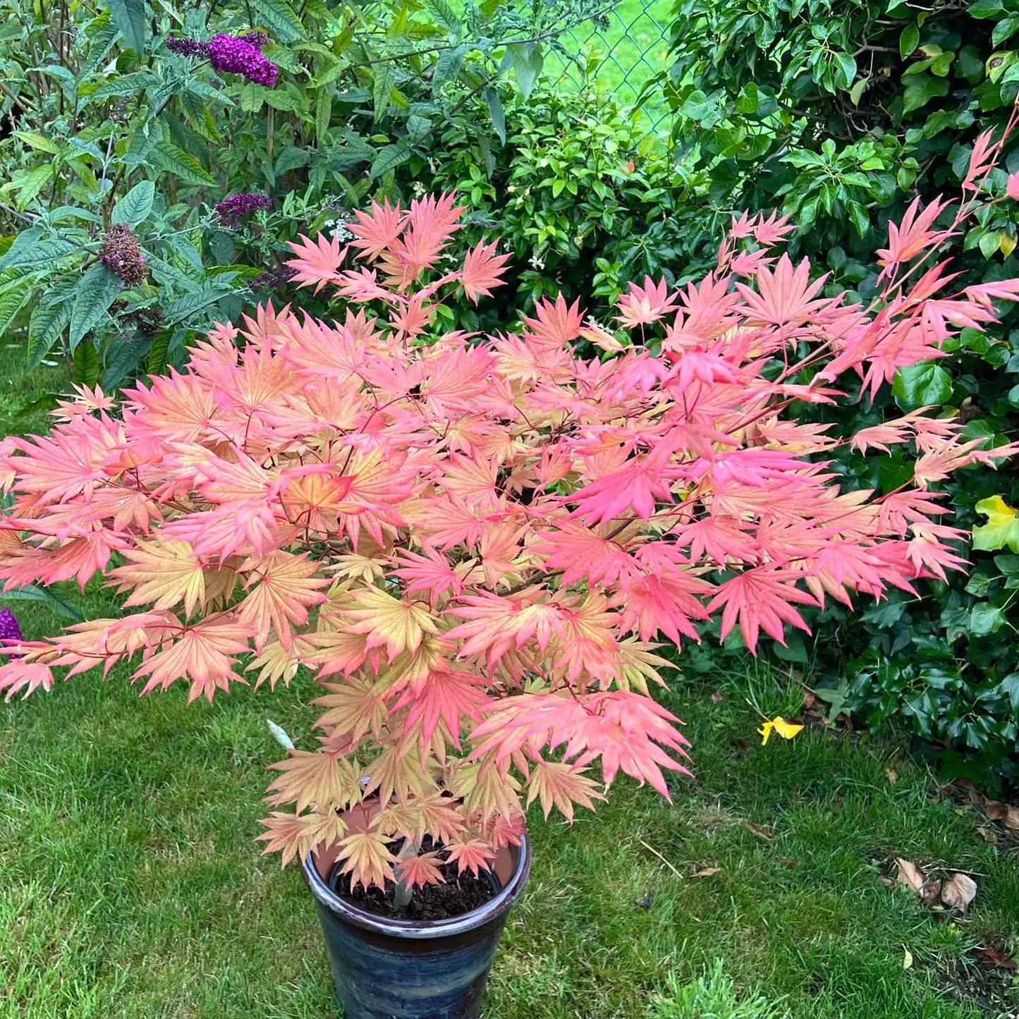 Moonrise Full Moon Japanese Maple Tree (Acer Shirasawanum 'Moonrise') Seeds - NEW FOR FALL 2024