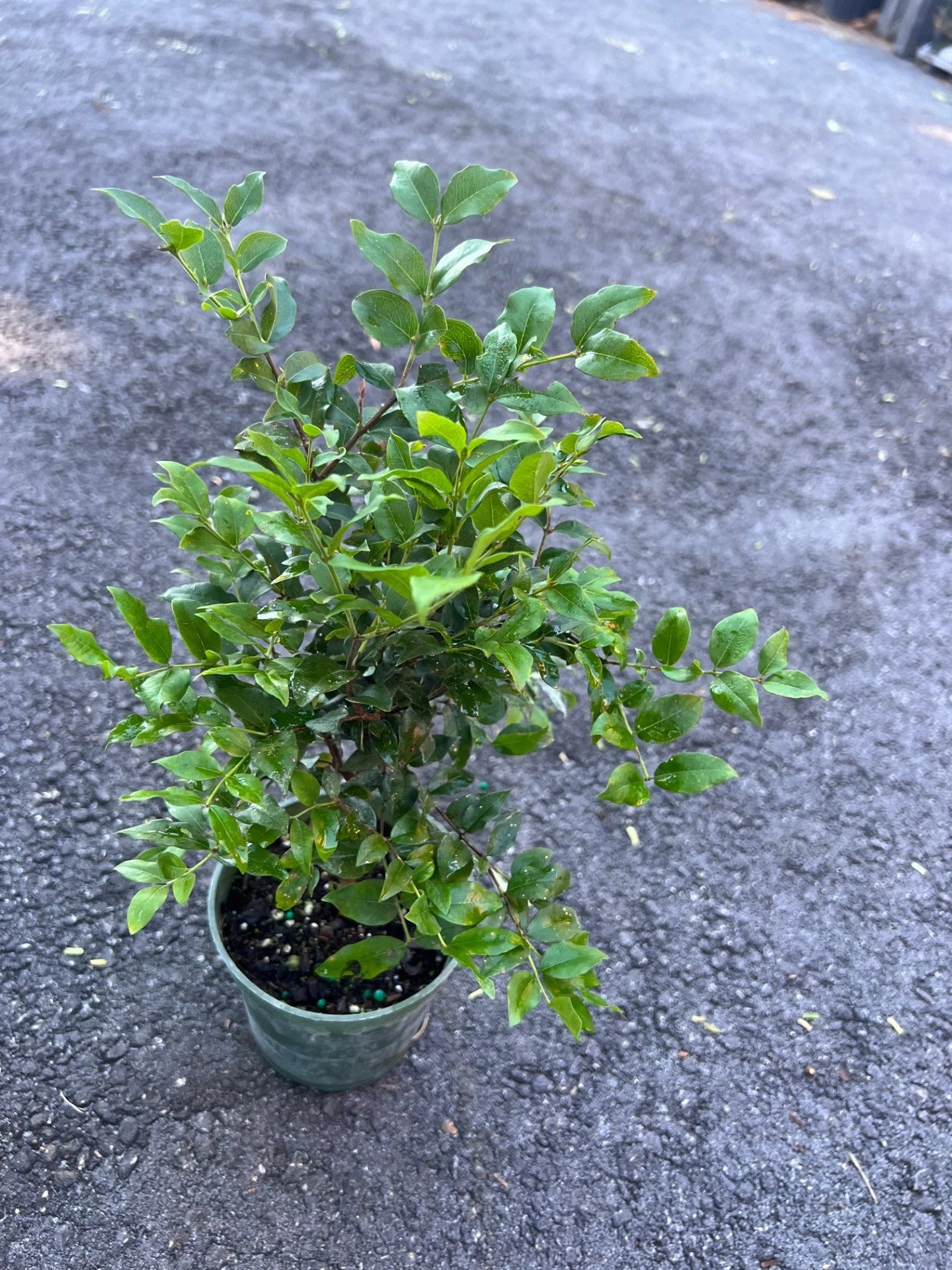 Myrciaria cauliflora Precoce dwarf Jaboticaba Fruit Tree in 4" Pot