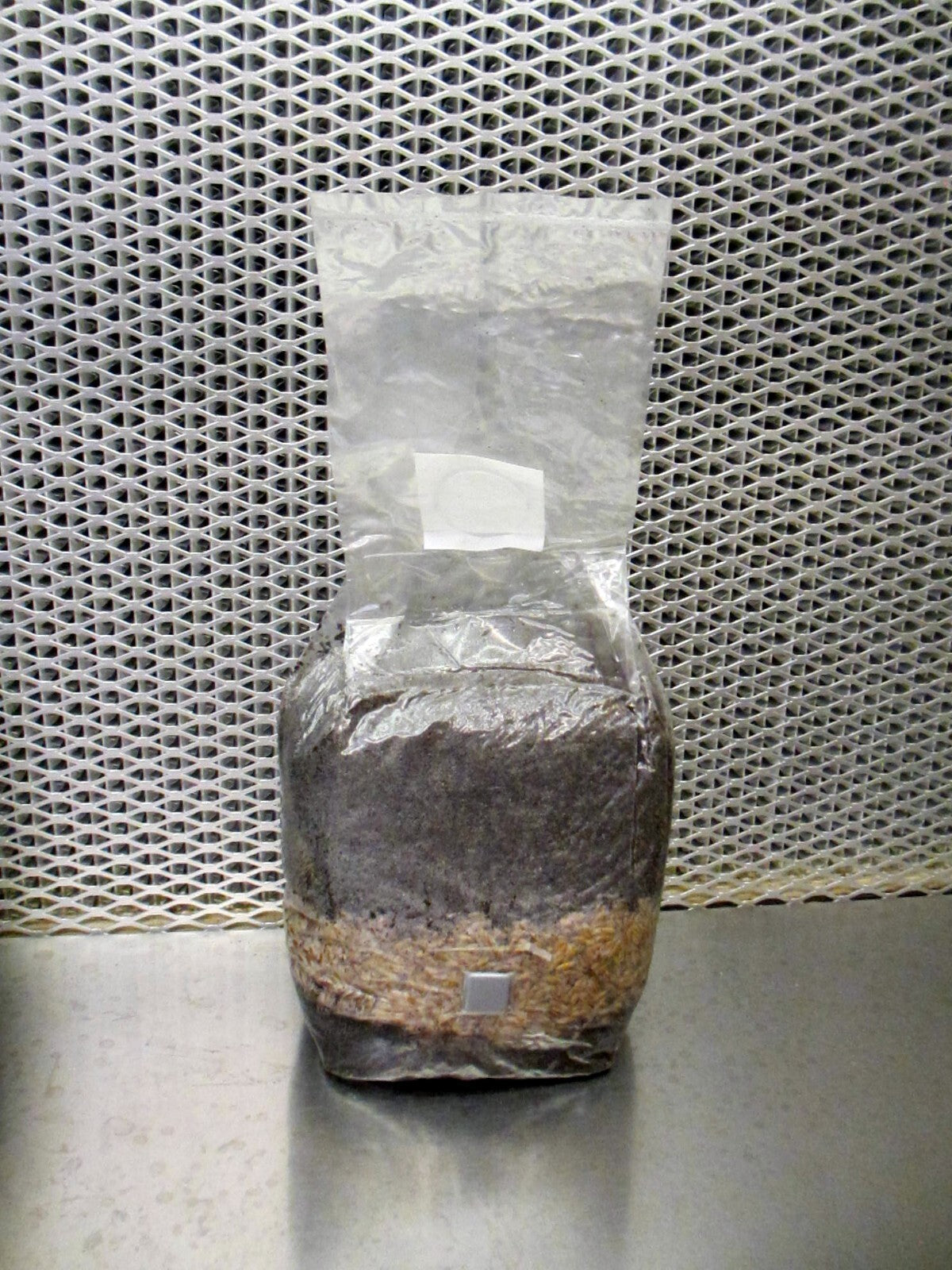 All In One LARGE 4 LB Mushroom Grow Bag - Dung Lovers Substrate & Injection Port
