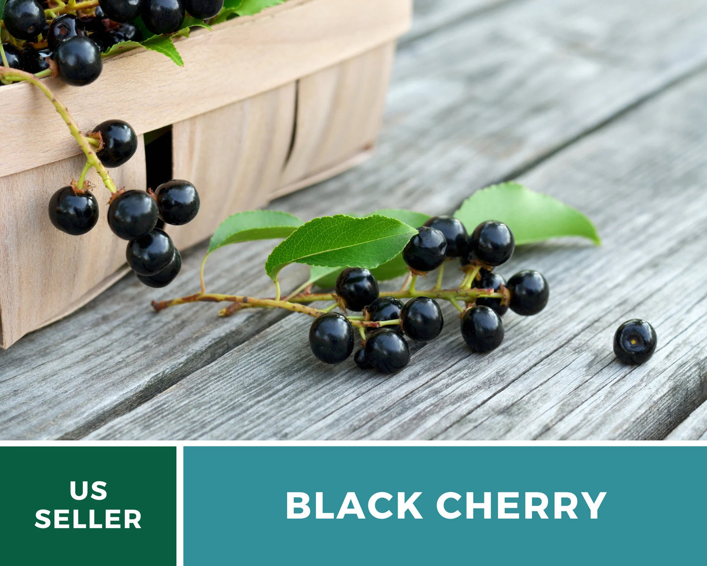 Cherry, Black (Cherry Tree) - 15 Seeds - Heirloom Fruit - Open Pollinated - Non-GMO (Prunus serotina)