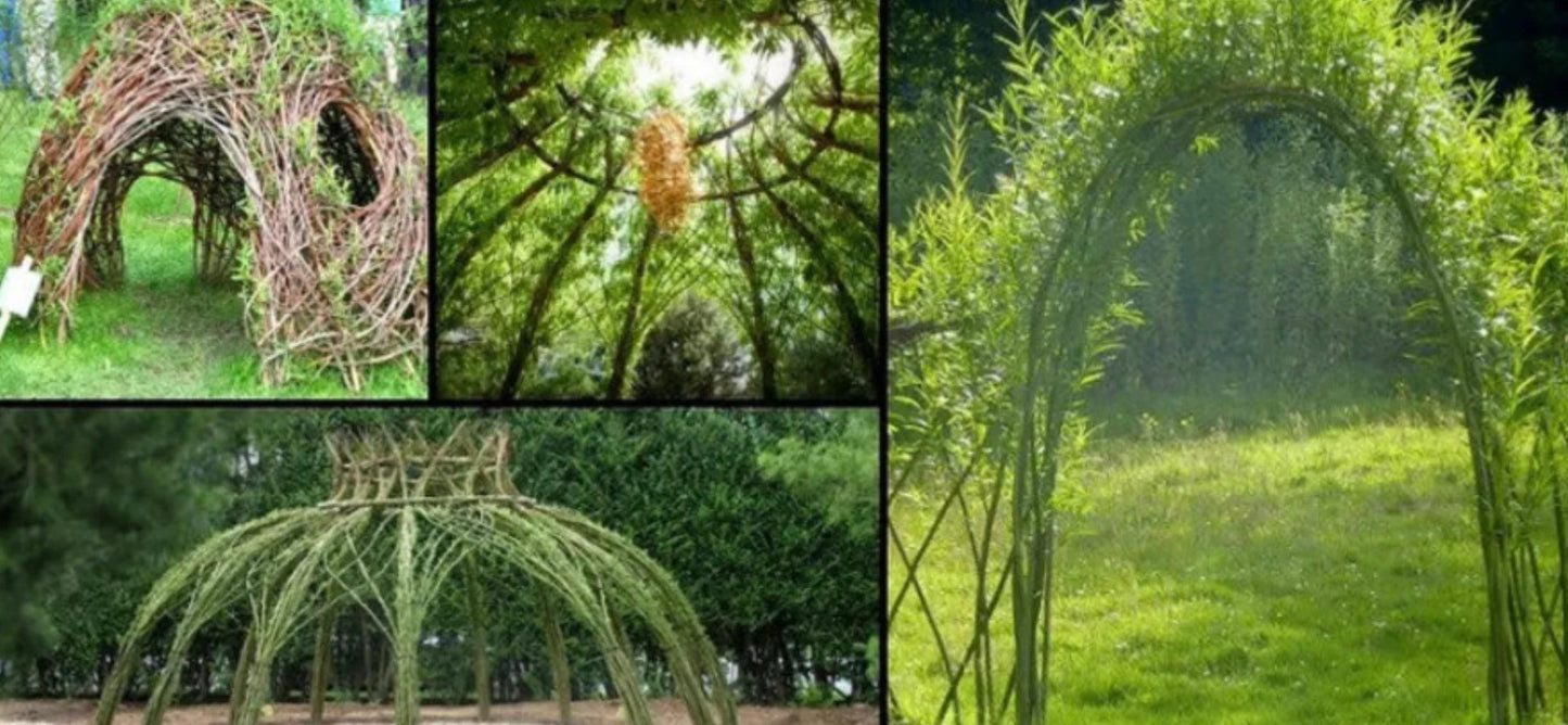 10 Purple Willow Cuttings
