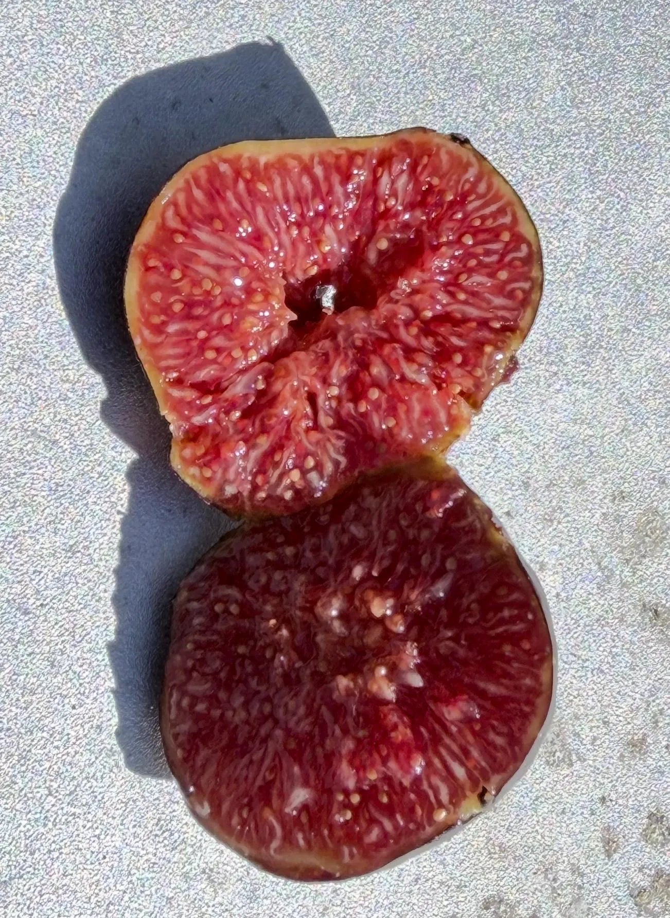 FIG Cuttings not rooted - Multiple varieties