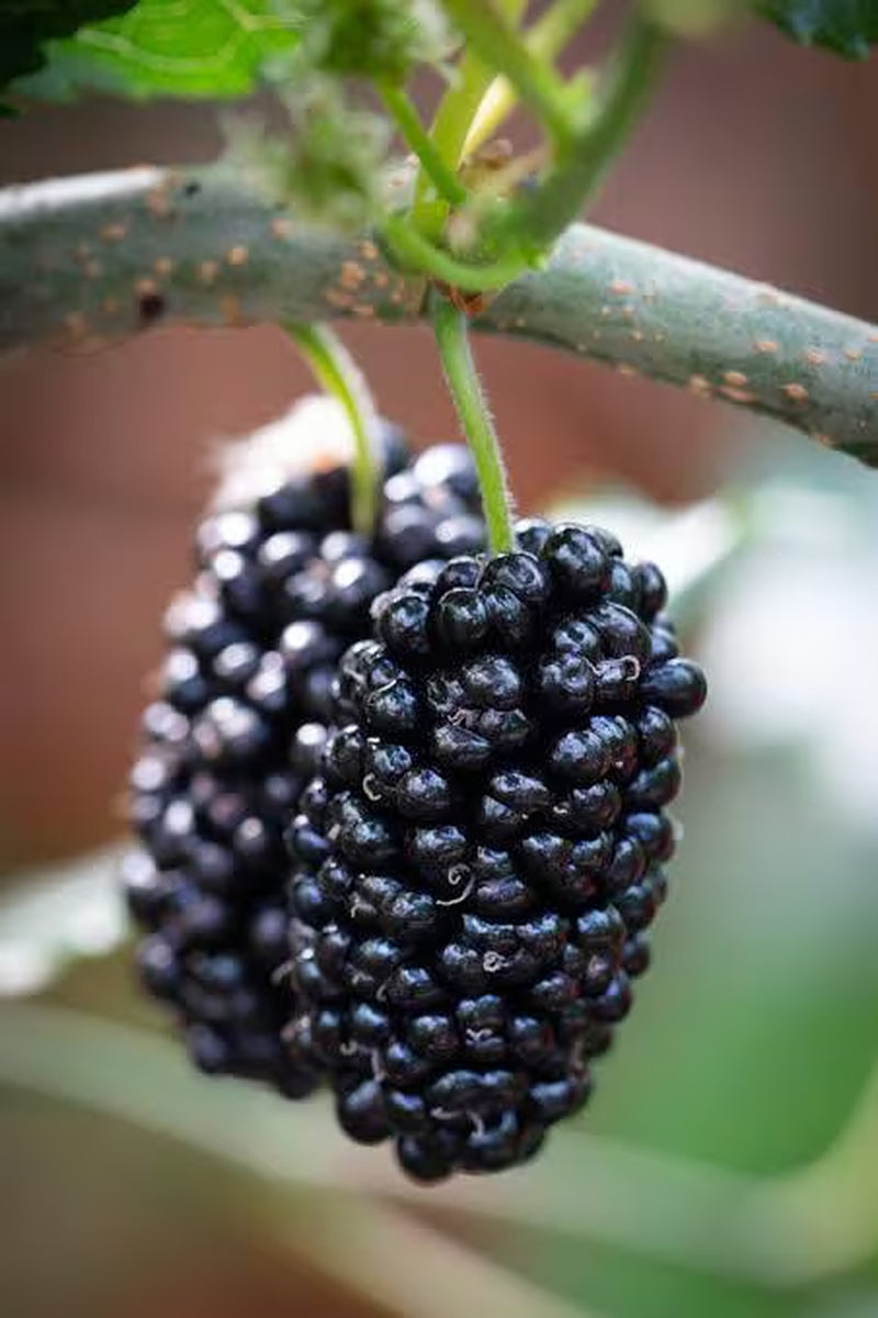 Mojo Dwarf Mulberry Tree: Compact Patio Fruit Tree (4" Pot)