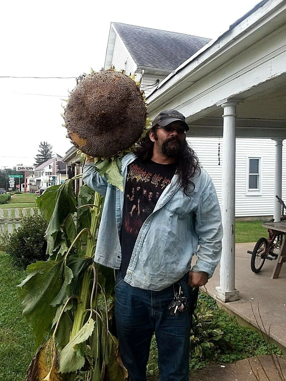 Godzilla Sunflower Seeds - Massive Heads