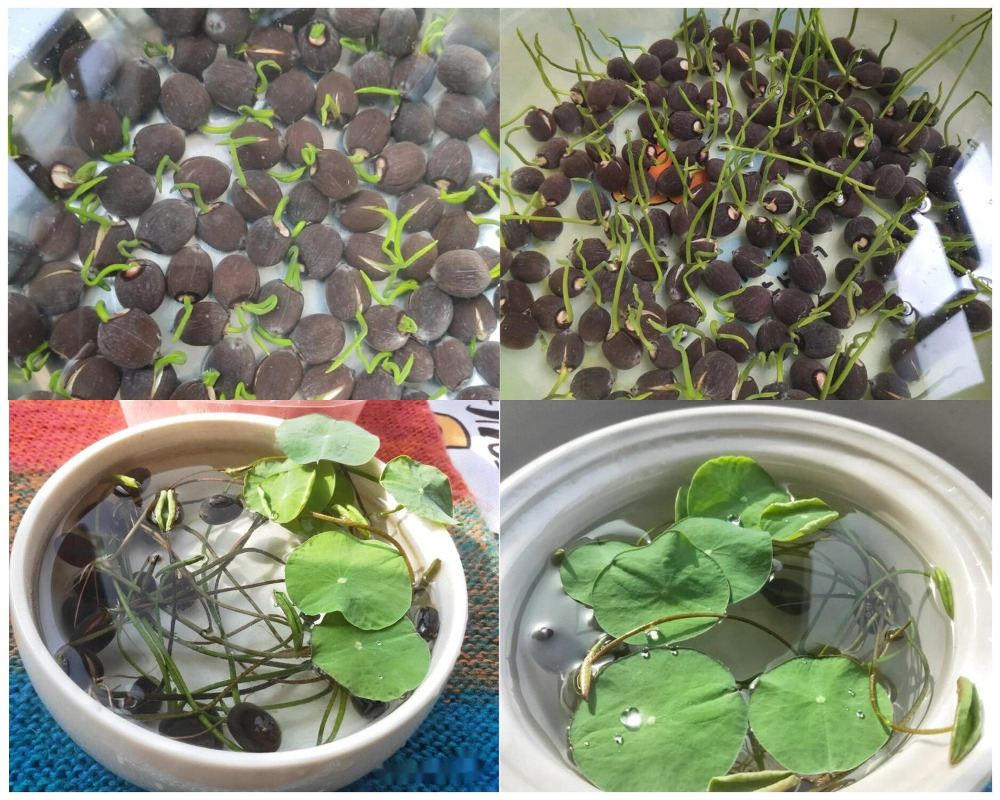 Mixed Mini Bonsai Lotus Seeds, Lotus Lily, Nelumbo Nucifera, Pond Lotus, Zen Gardens and Home Decor