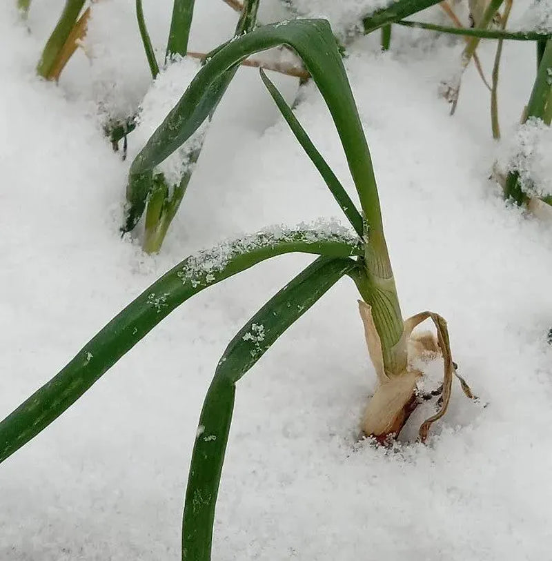 Egyptian Walking Onions Bulbils- Heirloom - Winter Onion, Tree Onion, Onion Root, Easy to Grow, Natural