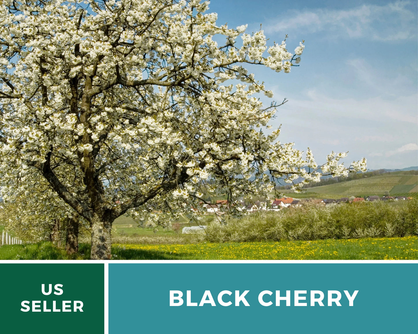Cherry, Black (Cherry Tree) - 15 Seeds - Heirloom Fruit - Open Pollinated - Non-GMO (Prunus serotina)