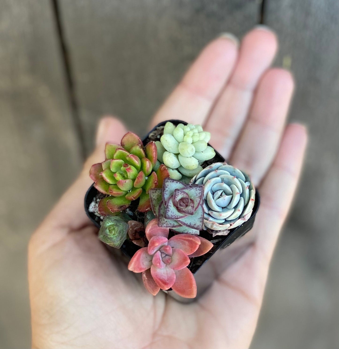 Fairy Farts - Live Micro Succulent Garden in 2 inch Pot