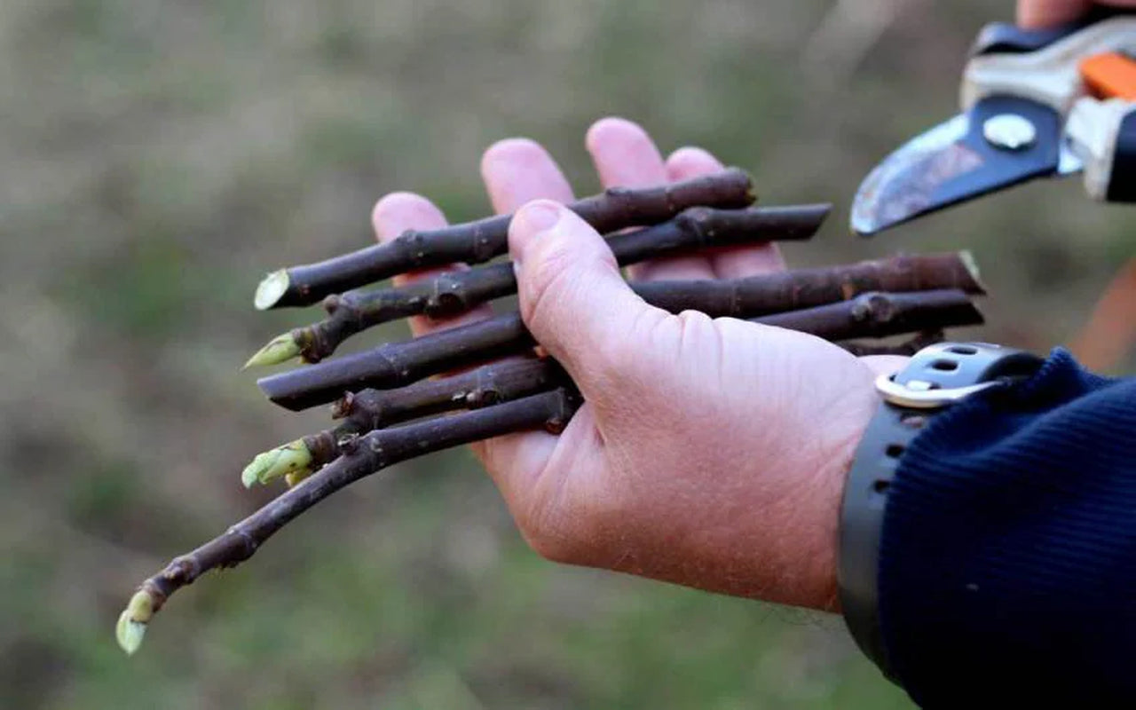 Fresh Celeste Fig Cuttings: Sweet Southern Heirloom Variety