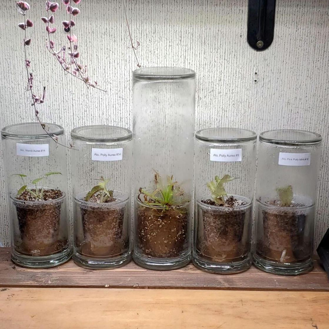 Self Watering Pot with Glass Reservoir and Humidity Dome 8 and 11 inch