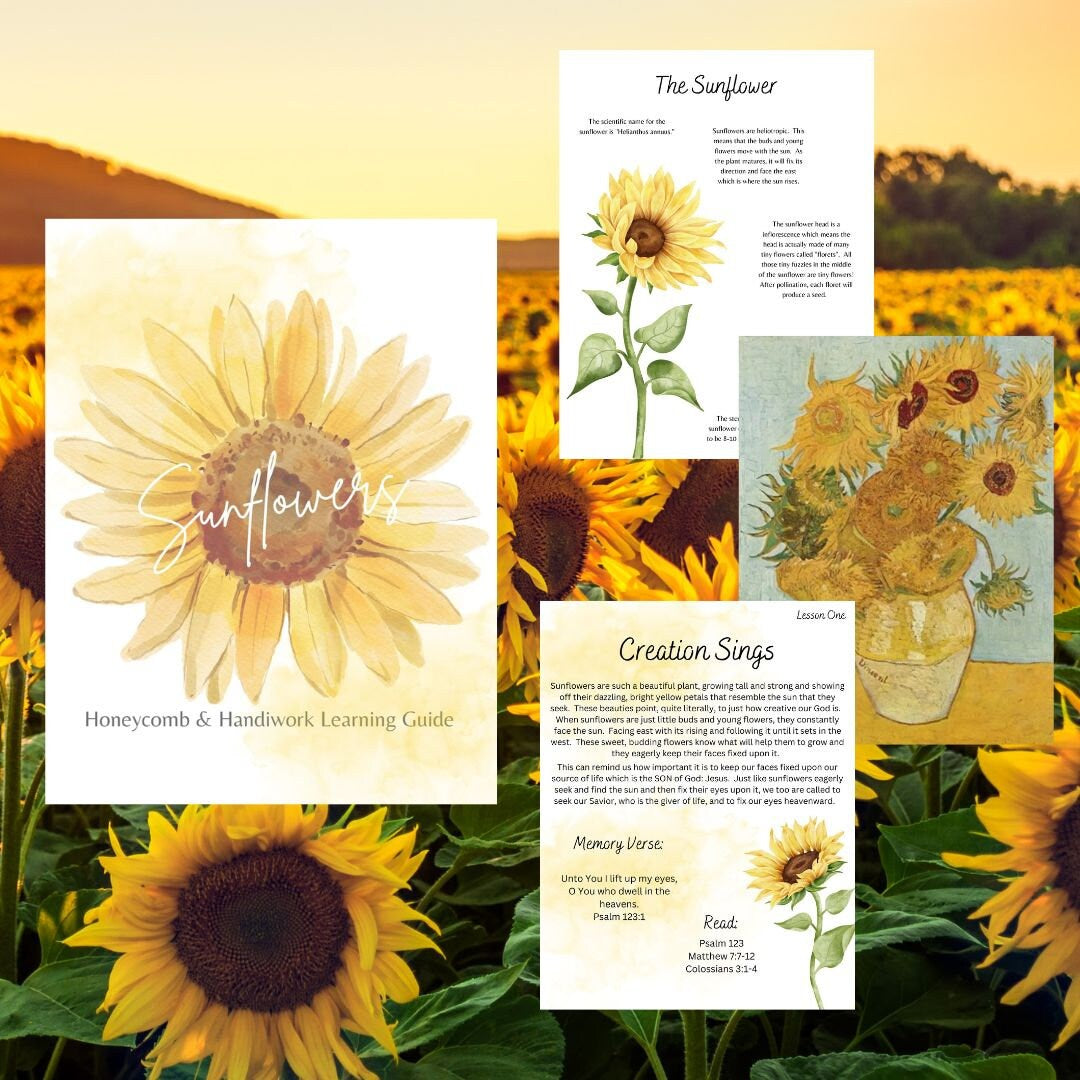 Summer Collection homeschool curriculum, nature study unit, morning time bundle, charlotte Mason inspired, ocean, firefly, sunflower lesson