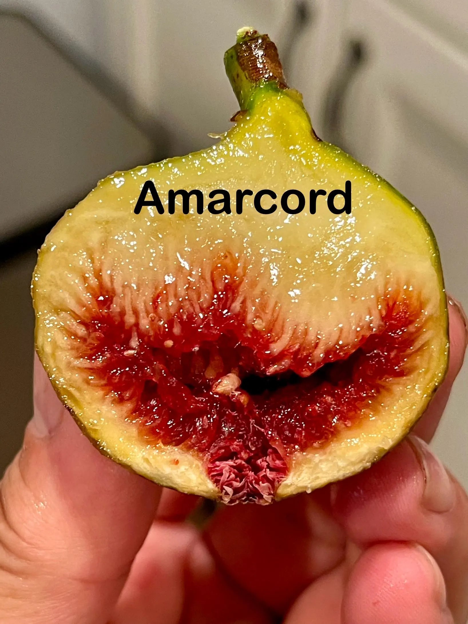 Premium Fig Tree Cuttings – Angelito, Calderona, Jolly Rancher’s, Irane Black & More - Summer Cuttings