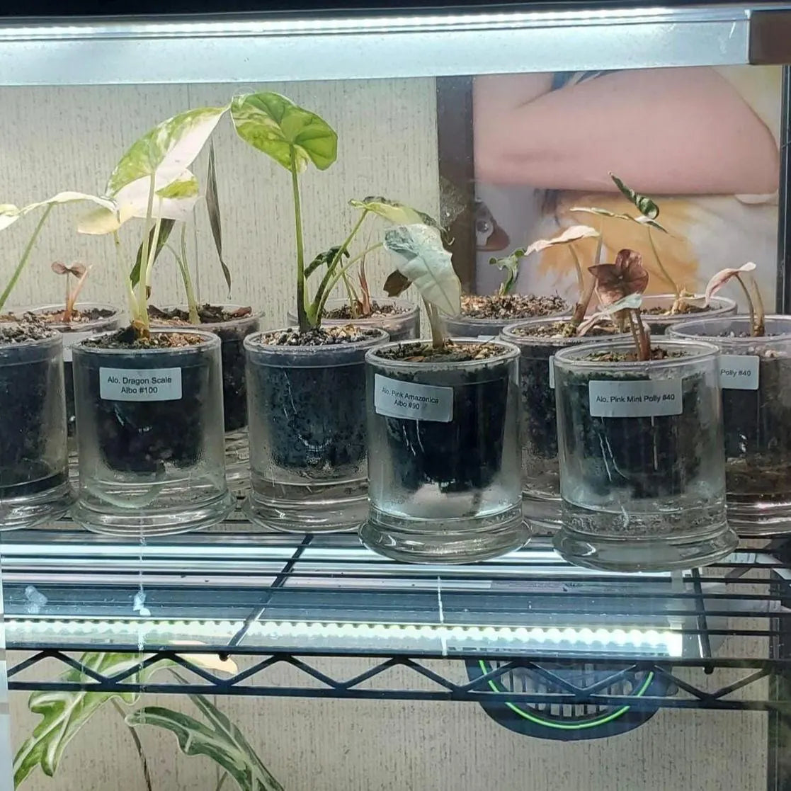 Self Watering Pot with Glass Reservoir and Humidity Dome 8 and 11 inch