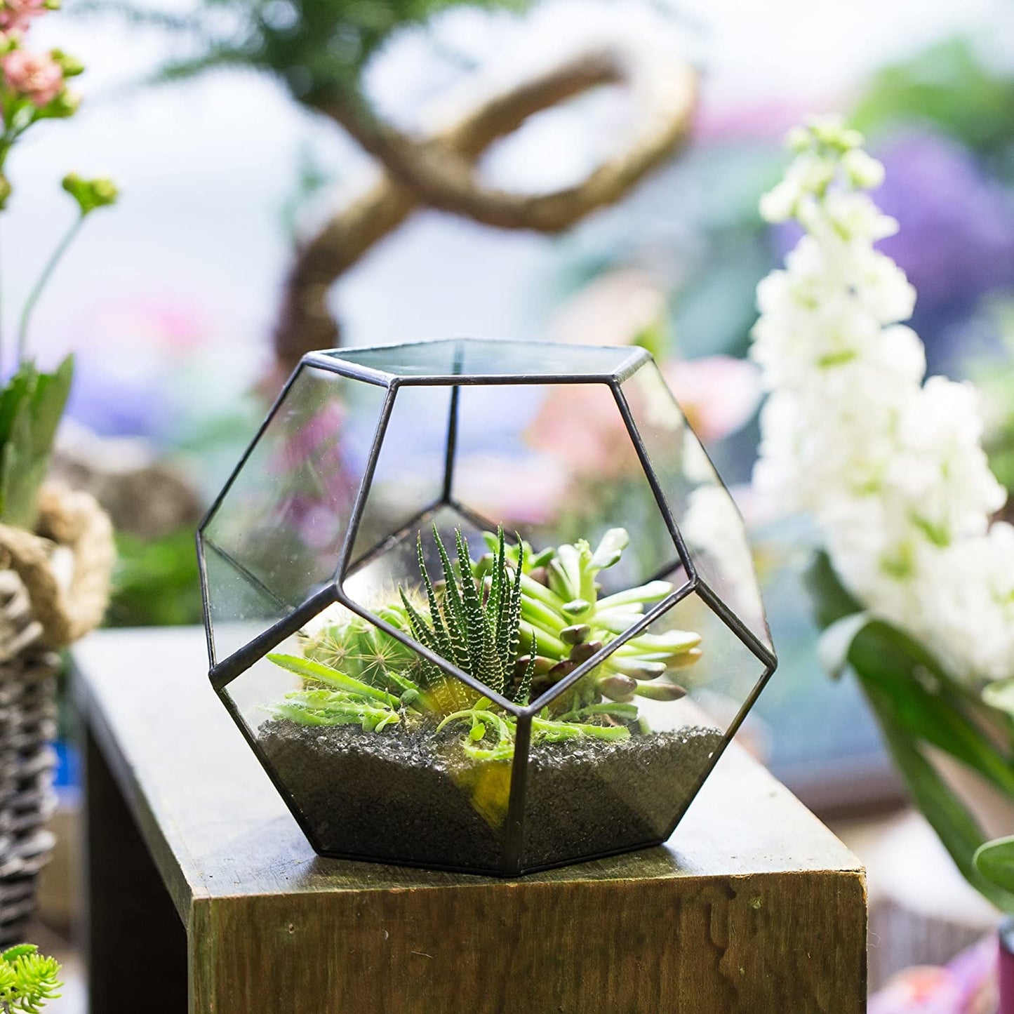 Small Open Terrarium Planter - 6.89" x 6.89" x 5.9" Pentagon Geometric Glass Container Pot for Succulents, Air Plants - Home Garden Tabletop Miniature Decor, Black (No Plants)