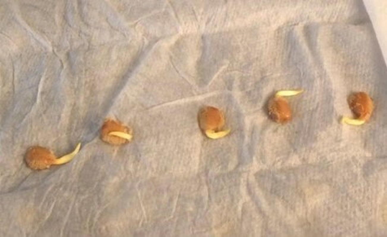 20 Golden Medallion Tree Seeds - Large Yellow Flowers Cassia Leptophylla Tree