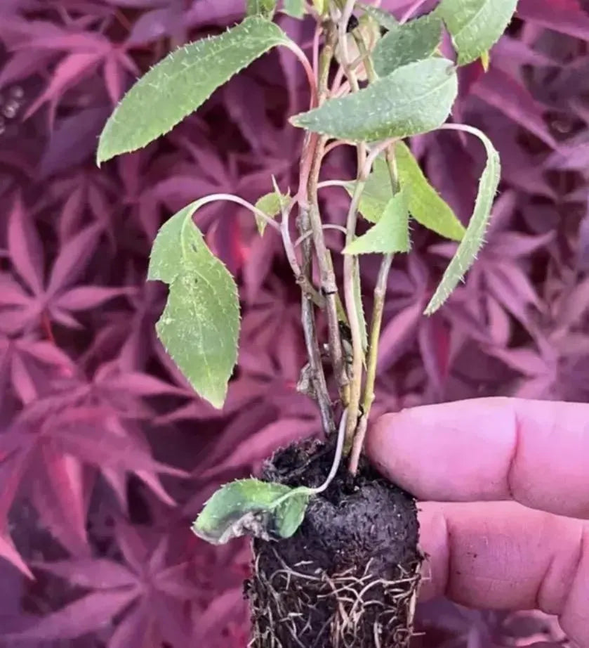 2 Prolific Cold-Hardy Kiwi Plants – Self-Fertile Vine – Fast Growing & Heavy Producing – Live Plant NO FUZZ!