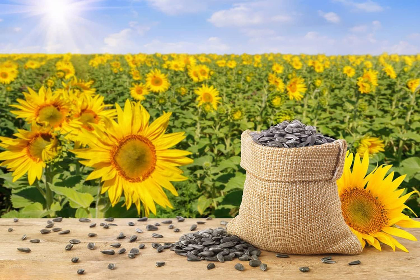 1000+ Sunflower Seeds for Planting Heirloom Non-GMO, Bulk Package of 15 Varieties Mix Seeds, Individually Packaged, Attracts Pollinators (Helianthus annuus)