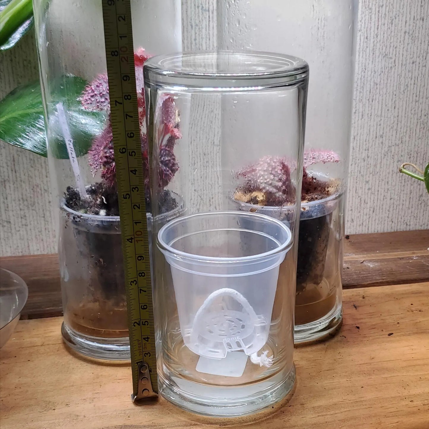 Self Watering Pot with Glass Reservoir and Humidity Dome 8 and 11 inch