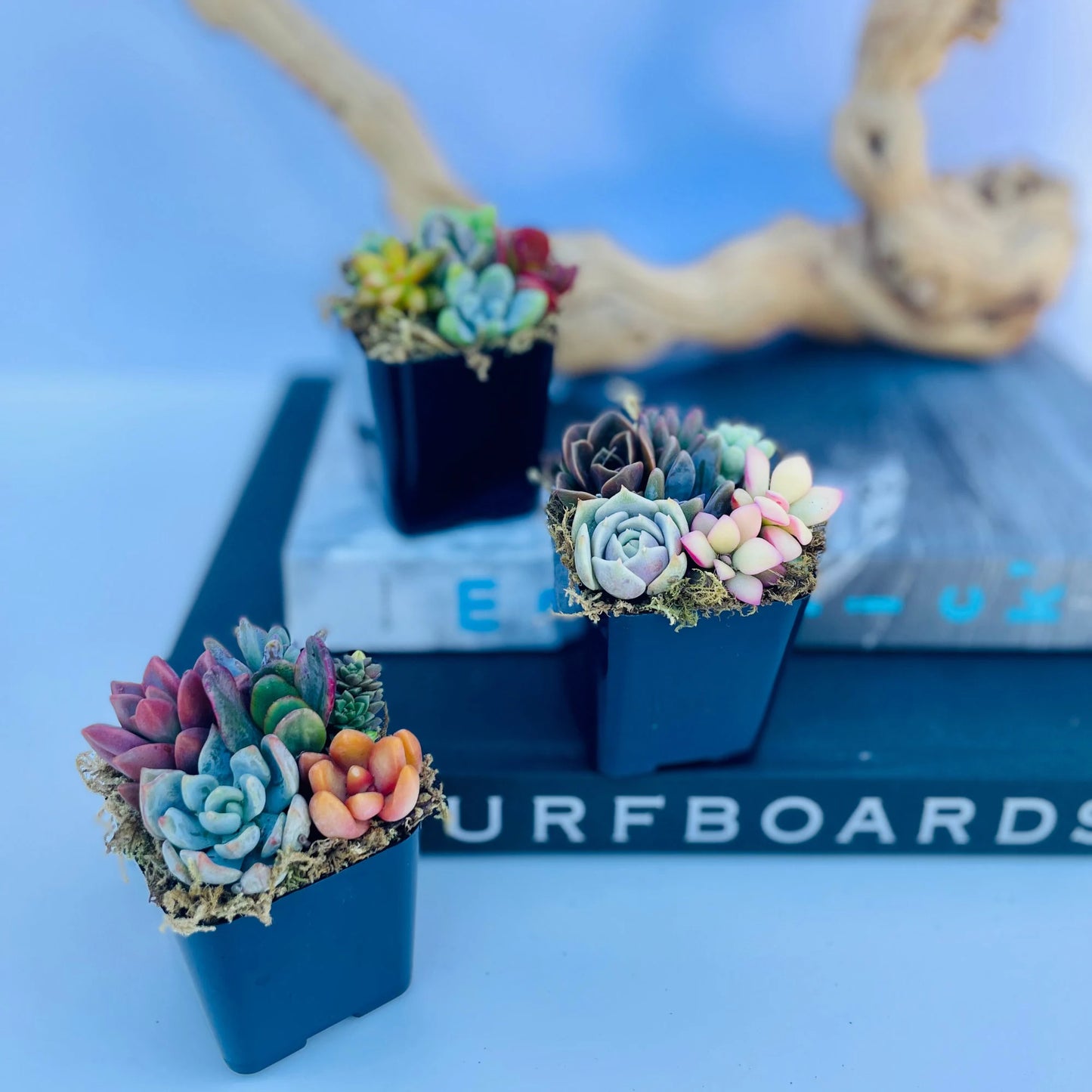 Fairy Farts - Live Micro Succulent Garden in 2 inch Pot
