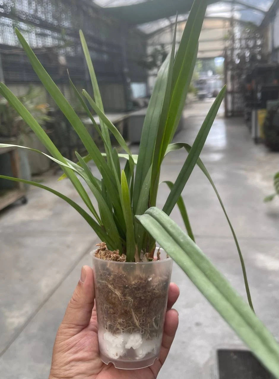 Amazing Fragrance. Enc. Shinfong Happy (Shinfong Smile x cordigera) Mature Size Plant in 3" tall moss pot. Heat Tolerance