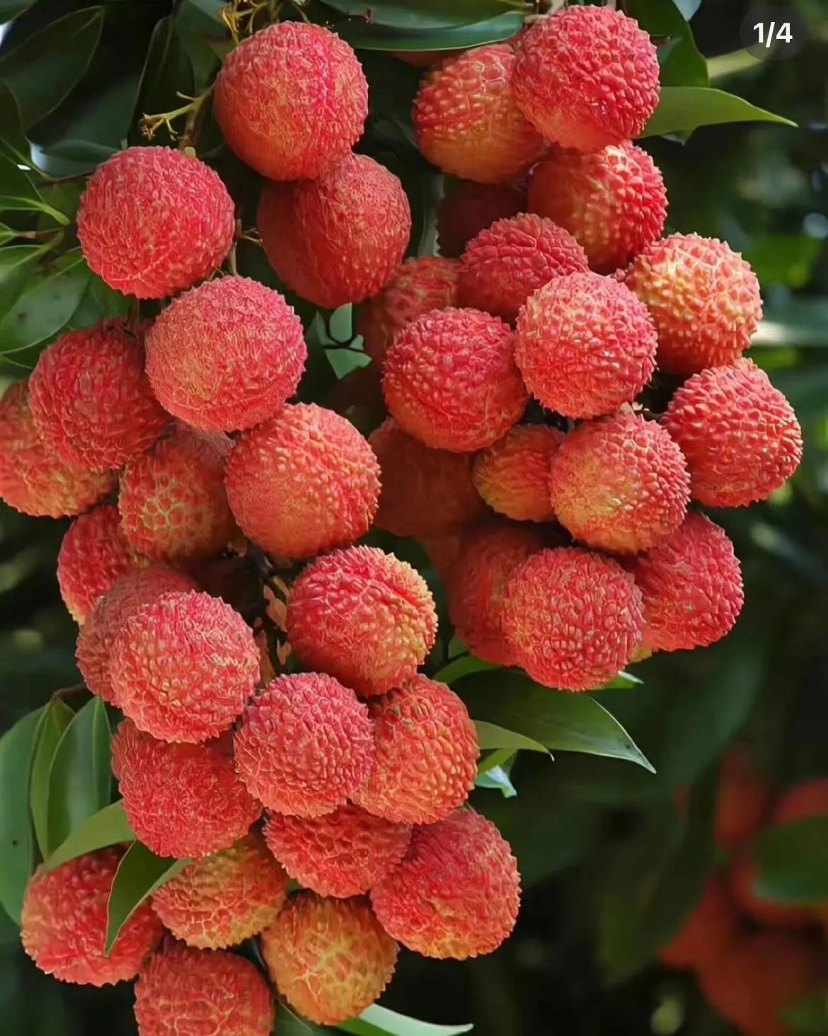 A lychee live fruit plant in a 4’’ pot /seedlings /