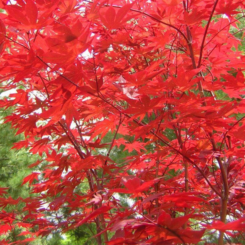 Fireglow Japanese Maple Tree (Acer Palmatum 'Fireglow') Seeds - NEW FOR 2024